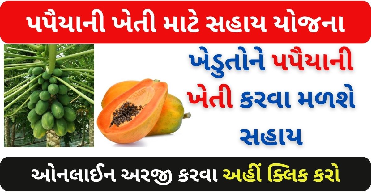 Assistance Scheme For Papaya Cultivation In Gujarat